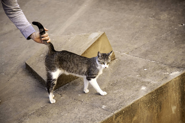 Котячий бездомний кіт, домашні тварини і домашні тварини, злочинці
 - Фото, зображення