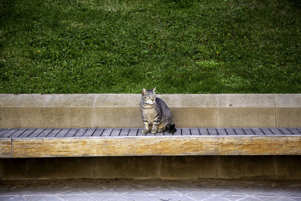 Abandoned stray cat, free animals, mammals, pets - Fotoğraf, Görsel