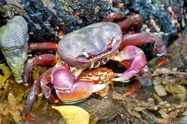 Close up of a Giant Mangrove Crab (Cardisoma carnifex) - Photo, Image