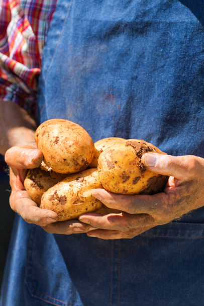 Senior man, farmer, worker holding in hands harvest of organic fresh potatoes. Bio and organic cultures, farming, private garden, orchard, natural economy - Photo, Image