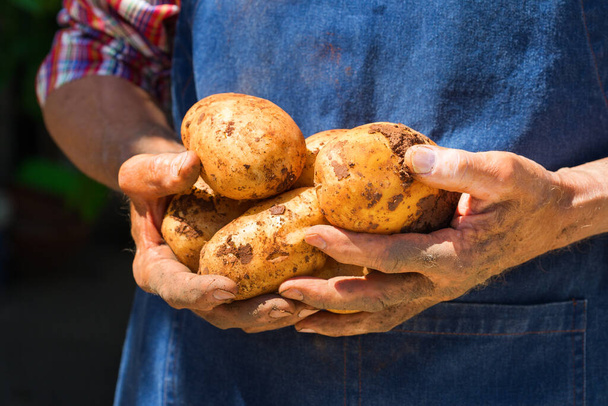Uomo anziano, agricoltore, operaio che detiene in mano il raccolto di patate fresche biologiche. Bio e colture biologiche, agricoltura, giardino privato, frutteto, economia naturale - Foto, immagini