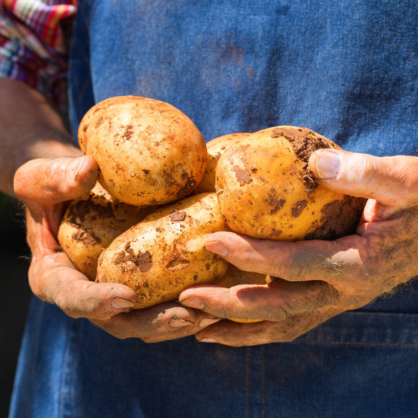 Älterer Mann, Bauer, Arbeiter, der in den Händen die Ernte frischer Bio-Kartoffeln hält. Bio- und Biokulturen, Landwirtschaft, privater Garten, Obstgarten, natürliche Wirtschaft - Foto, Bild