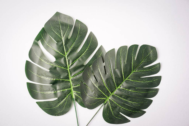 Giant monstera leaves isolated against white, copy space for text - 写真・画像