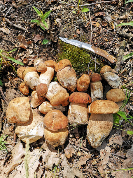 куча грибов на земле и нож рядом с ними
 - Фото, изображение