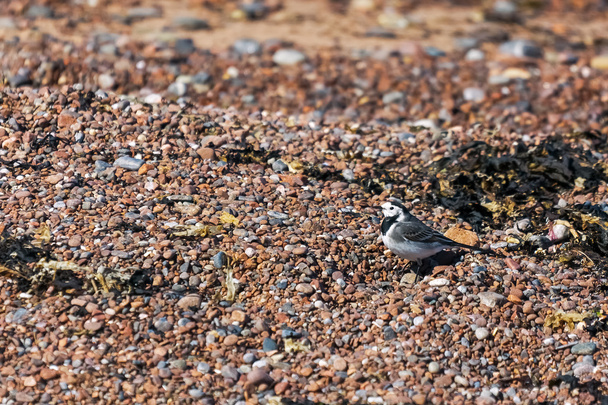 Pied Wagtail (motacilla alba) - Photo, Image