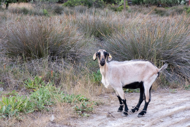 Bílá koza se svázanýma nohama a žlutými štítky na uších. Roztomilý mladý savec se dívá do kamery, sám na venkově, příroda pozadí. - Fotografie, Obrázek