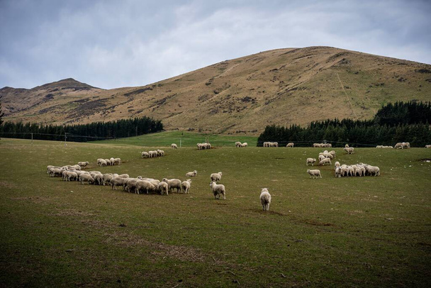 Um rebanho de ovelhas em uma fazenda em South Island, Nova Zelândia
 - Foto, Imagem