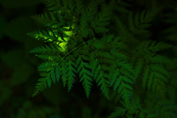 Athyrium filix-femina fern (polypodiopsida or polypodiophyta) in a dense forest with a ray of light on the leaves - Foto, immagini