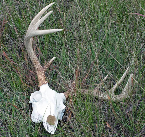 Whitetail Buck Crânio e cremalheira
 - Foto, Imagem