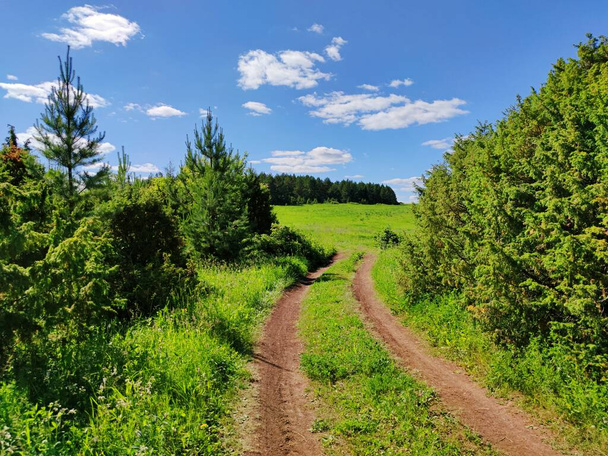 Ormanın yakınındaki bir tarlada yeşil ağaçların arasındaki kır yolu güneşli bir günde bulutlu mavi gökyüzüne karşı. - Fotoğraf, Görsel