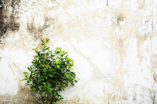 little tree is growing through at old concrete wall - Foto, immagini