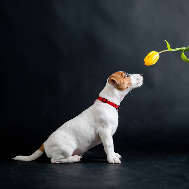 Woman teases funny puppy with flower in studio. Little mischievous dog hunts for a tulip on a black background. Female hand plays with jack russell terrier. - Foto, imagen