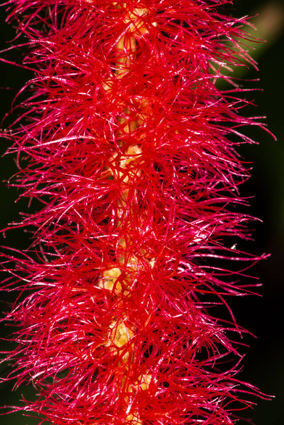 Flower of Fox Tail Plant (Acalypha hispida) - Photo, Image