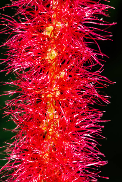 Flower of Fox Tail Plant (Acalypha hispida) - Photo, Image
