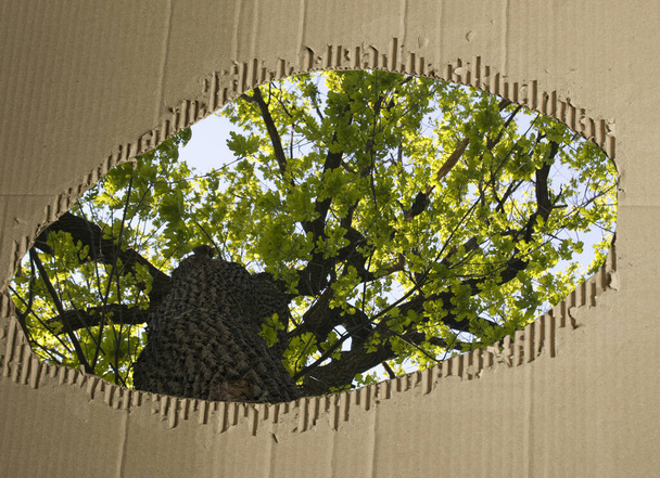 Tree crown against the background of used cardboard. Cardboard waste paper protects the environment. Cardboard recycling concept. Cardboard recycling. - Photo, Image
