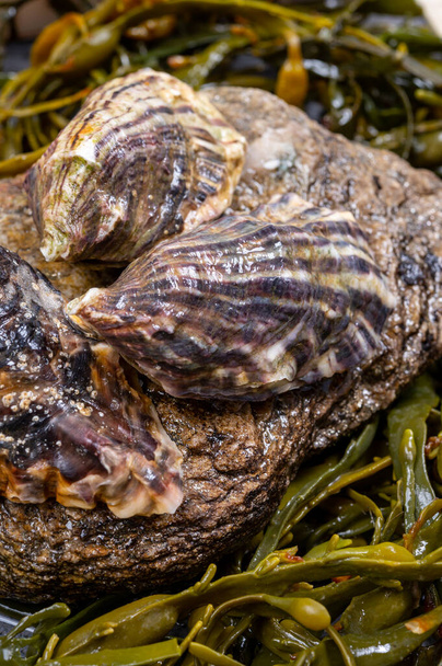 Fresh pacific or japanese oysters molluscs on stone with kelp seaweed background close up - Photo, Image