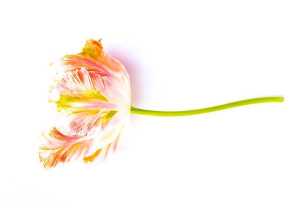 Kolorowy różowy łosoś papuga tulipany na białym tle skopiować przestrzeń widok z góry, karta uroczystości, dekodowanie lub tapety pojęcie - Zdjęcie, obraz
