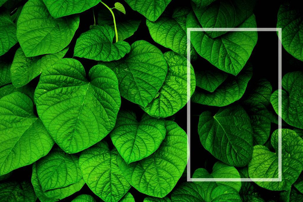 zielony liść bluszczu - tło - Zdjęcie, obraz