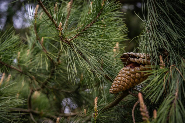 Pinecone em uma árvore, isolada
 - Foto, Imagem
