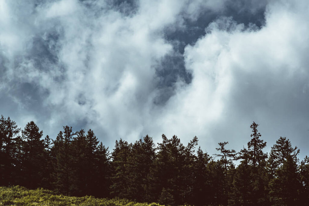 Baumsilhouetten auf Hügelkämmen unter wolkenverhangenem Himmel - Foto, Bild