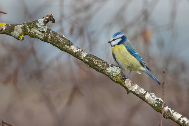 Close up view of Eurasian Blue Tit (Cyanistes caeruleus) sitting on the tree - Foto, afbeelding
