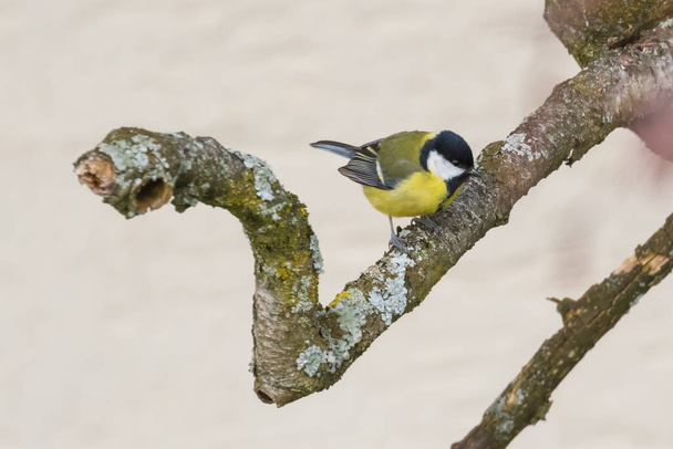 Close up view of great tit (Parus major) sitting on the tree - Zdjęcie, obraz