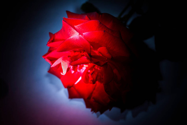 rose, symbol of love, sweet natural aroma. Flower lit with Flash in studio, artistic ways of lighting. - Photo, Image