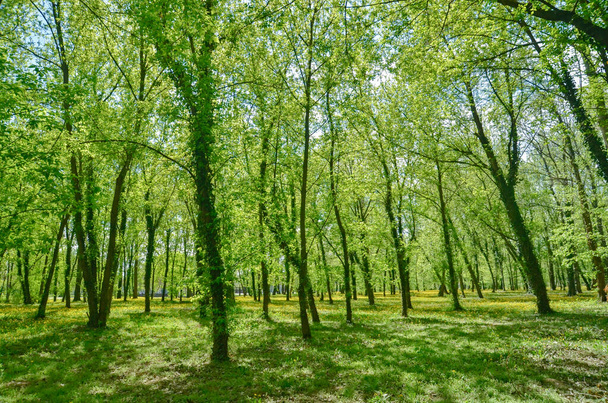 Дерева і зелена трава в парку. Ліс у парку навесні
. - Фото, зображення