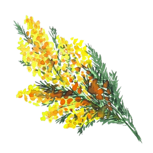 Mimosa watercolor branch isolated on white background. Rough yellow-green sketch. - 写真・画像