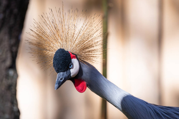 Beautiful black crowned crane or Balearica pavonina. - Фото, изображение
