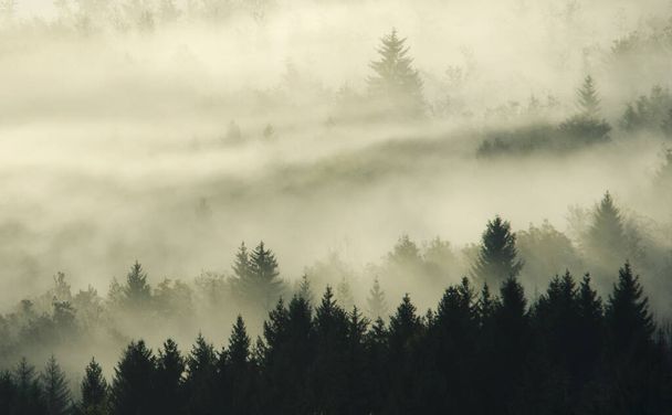 Лес в утреннем тумане в горах. Осенняя сцена
. - Фото, изображение