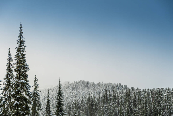Zimowy las iglasty w mroźnej mgle, mgła nad śnieżnymi szczytami sosen - Zdjęcie, obraz