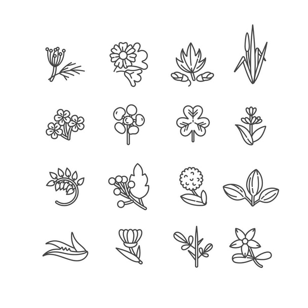 Vector monochrome set design templates and emblems - healthy herbs and spices. Different medicinal, cosmetic plants. Logos in trendy linear style. - Vektor, obrázek