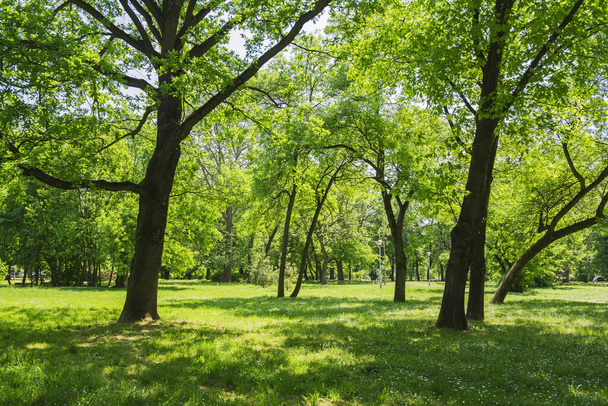 Pradera y bosque en el parque en la primavera
 - Foto, imagen