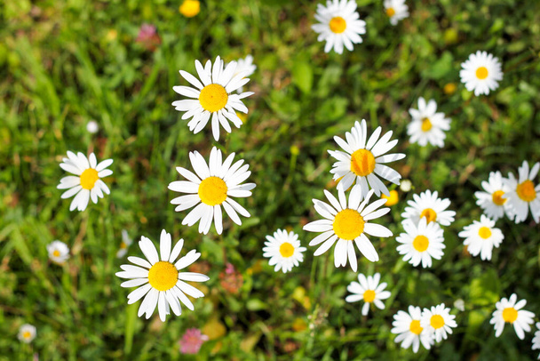 Meadow with daisies. Flowers theme, wallpaper, nature, sunny day, spring day - Photo, Image