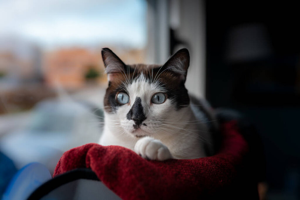 De cerca. Gato blanco y negro con ojos azules y nariz manchada acostada en una hamaca junto a la ventana, mira a la cámara 2
 - Foto, imagen