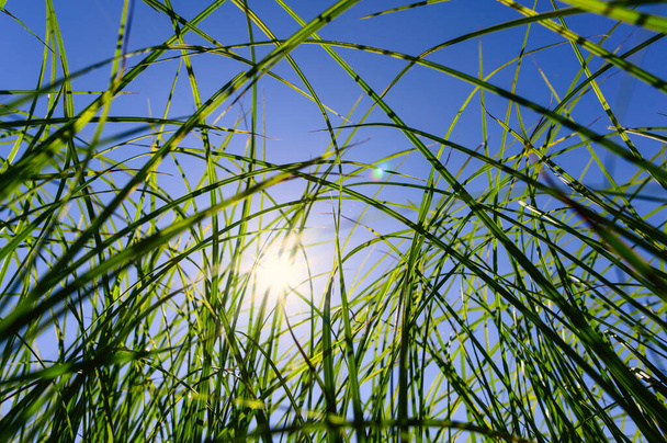 Green tall grass against the background of the sun and sky. Focus on one blade of grass, blurred background. - Photo, Image