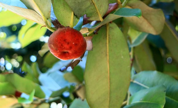 Bársonyos alma gyümölcs vagy bisbul nő a fán.  - Fotó, kép