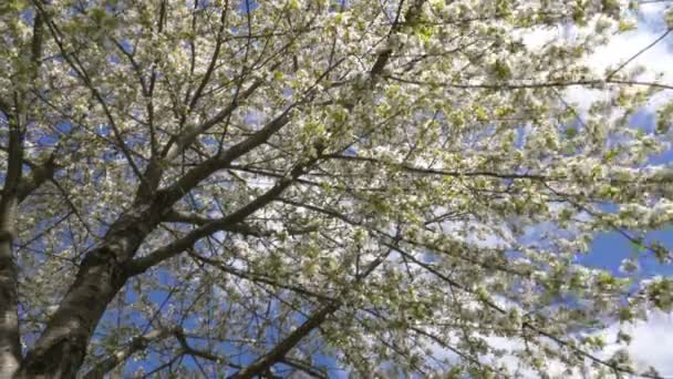 Beautiful  tree blossoms in spring - Footage, Video