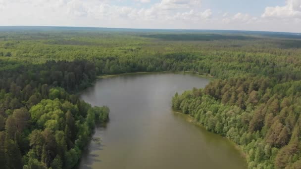 Tájkép a zöld erdő és a tó körülötte - Felvétel, videó