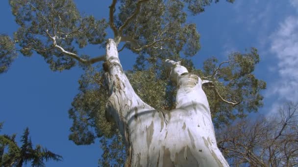 Felnézek egy nagy eukaliptusz (rágógumi) fára - Felvétel, videó