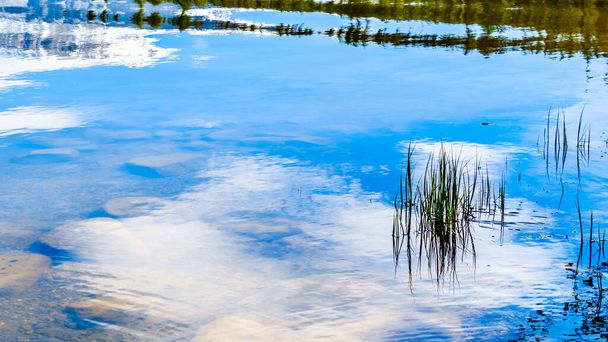カナダのアルバータ州ジャスパー国立公園のピラミッド湖の表面に反射する草 - 写真・画像