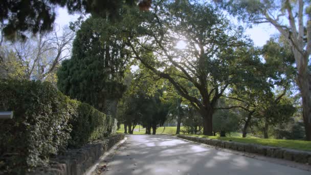 Az ember sétál az úton a botanikus kertben - Felvétel, videó