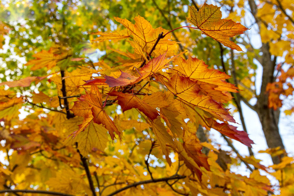 Herbst Blätter, Herbst Jahreszeit Flora - Foto, Bild