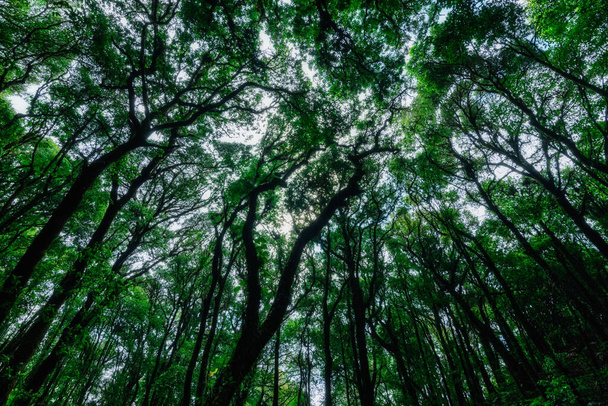 Koncepcja ochrony naturalnego środowiska leśnego - Zdjęcie, obraz