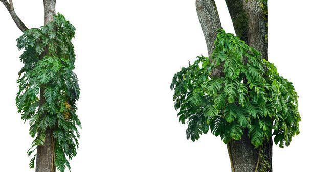коллекция листьев монстров, выделенных на белом фоне. Тропическое растение. HD-изображение и большое разрешение. можно использовать как обои для рабочего стола
 - Фото, изображение