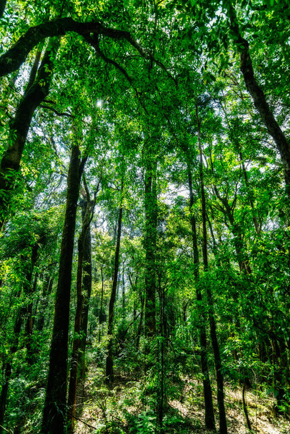 Concept de conservation Environnement forestier naturel - Photo, image
