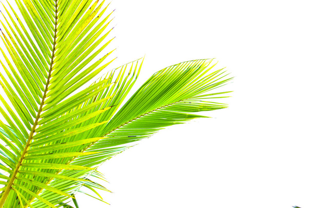 Palmblad geïsoleerd op witte achtergrond, zomerconcept, vrije ruimte voor tekst, inclusief knippad, HD-beeld en grote resolutie. kan worden gebruikt als desktop wallpaper - Foto, afbeelding