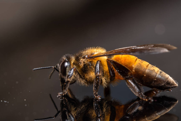 Makro pszczoła czarne tło - Zdjęcie, obraz