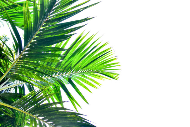 Liść palmy izolowany na białym tle, koncepcja letnia, wolne miejsce na tekst, ścieżka wycinania zawarte, obraz HD i duża rozdzielczość. może być stosowany jako tapeta pulpitu - Zdjęcie, obraz